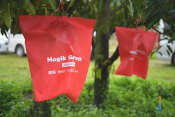 Sầu riêng được bọc trong túi “Magik Growth” có khả năng tạo ra các chất quan trọng trong trái cây như tinh bột, đường và các chất chống oxy hóa khác nhau. (Ảnh: Tuấn Anh)