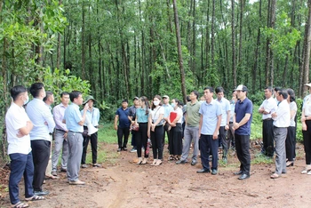 Các đại biểu tham quan mô hình trồng rừng thâm canh cây keo lai có giống nuôi cấy mô và chuyển hóa rừng từ gỗ nhỏ sang gỗ lớn tại Hợp tác xã Phú Hưng, xã Hải Phú, huyện Hải Lăng.