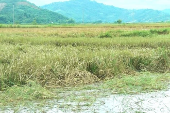 Sau khi nước lũ rút làm hàng nghìn ha lúa nước trên địa bàn huyện Lắk bị hư hỏng, lép hạt hoặc đen hạt.