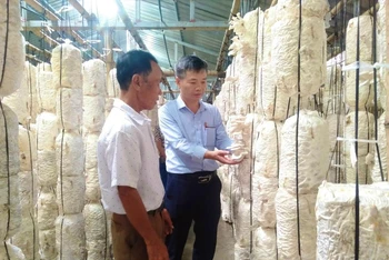 Trồng nấm ứng dụng hệ thống tưới nước thông minh có nhiều triển vọng mở rộng sản xuất ở tỉnh Thái Bình.