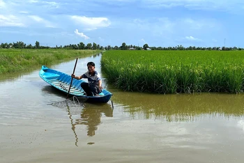 Mô hình luân canh lúa-tôm được đánh giá bền vững về kinh tế và môi trường, được nông dân nhiều tỉnh Vùng đồng bằng sông Cửu Long áp dụng. 