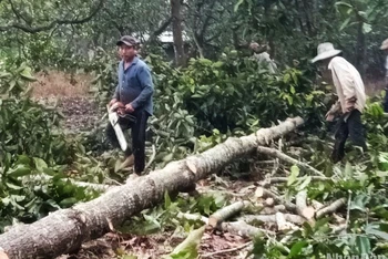 Hiện trường vụ phá rừng phòng hộ tại tiểu khu 205, Phân trường Trản Táo.