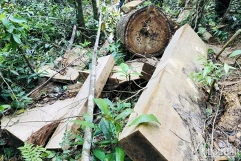 Hiện trường vụ phá rừng tại xã Sơ Pai, huyện Kbang.