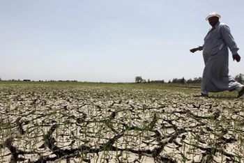 Một nông dân Ai Cập trên cánh đồng khô hạn tháng 6/2023. (Ảnh: Reuters)