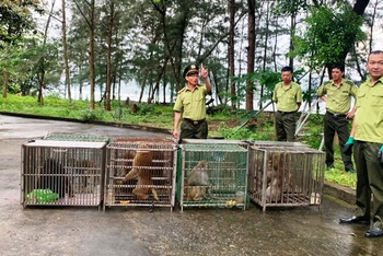 Thả 10 cá thể khỉ được cứu hộ ở Sa Pa-Lào Cai về Vườn quốc gia Bái Tử Long, tỉnh Quảng Ninh. (Ảnh: VĂN TÚ)