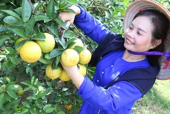 Cam trồng tại huyện Lạng Giang, Bắc Giang. (Ảnh: Thành Đạt)