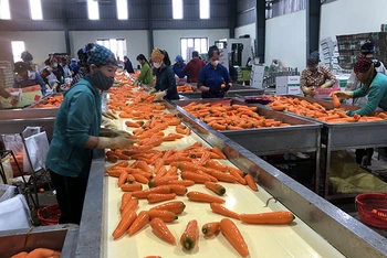 Sơ chế sản phẩm cà-rốt tại tỉnh Hải Dương.