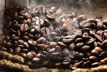 Giá cà-phê trong nước phục hồi nhẹ sau 7 ngày giảm liên tiếp