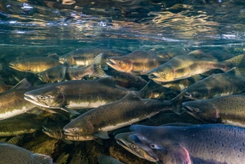 Các quần thể cá nước ngọt di cư đã giảm hơn 80% kể từ năm 1970. (Ảnh: nationalgeographic.com)