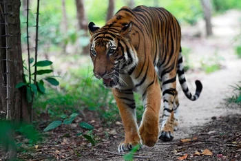 Vụ người dân thấy hổ trong rừng phòng hộ tại Quảng Bình: Tránh gây hoang mang cho nhân dân