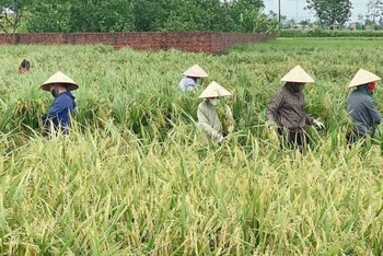 Phụ nữ huyện Mê Linh giúp bà con gặt lúa sớm.