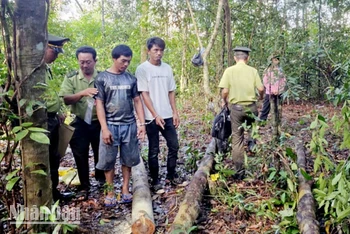 Lực lượng chức năng phát hiện, bắt giữ các đối tượng khai thác rừng trái phép. 