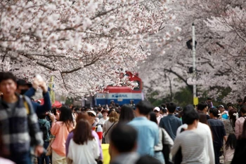 Các lễ hội 2023 đã góp phần tạo nên hệ sinh thái du lịch Hàn Quốc độc đáo, thu hút đông đảo du khách quốc tế.