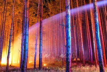 Hiện trường vụ cháy rừng ở Klausdorf, miền bắc nước Đức, ngày 24/8/2018. (Ảnh tư liệu: AFP/TTXVN)