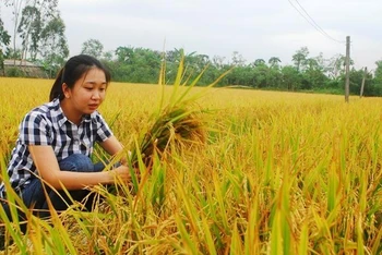 Lúa VD20 được trồng tại xã Tăng Hòa, huyện Gò Công Đông (Tiền Giang). 