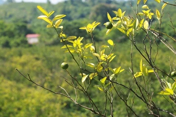 Cây cam bị bệnh vàng lá, khô đầu cành ở Hà Giang. 