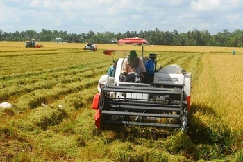 Nông dân tỉnh Tiền Giang thu hoạch lúa năm 2022. (Ảnh: Nguyễn Sự)