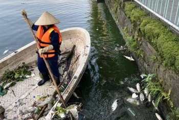 Nhân viên Công ty Thoát nước Hà Nội thu gom cá chết.