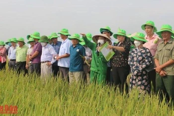 Các đại biểu tham quan mô hình khảo nghiệm giống lúa chất lượng cao tại Viện Nghiên cứu Tập đoàn ThaiBinh Seed (huyện Quỳnh Phụ, tỉnh Thái Bình).