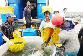 Thu hoạch tôm nước lợ tại Sóc Trăng năm 2022. 