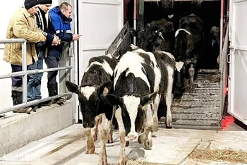 Những cô bò đầu tiên vào trang trại. (Ảnh: Thanh Thể)