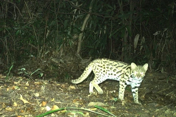 Mèo rừng được phát hiện tại Khu bảo tồn thiên nhiên Đakrông, tỉnh Quảng Trị.