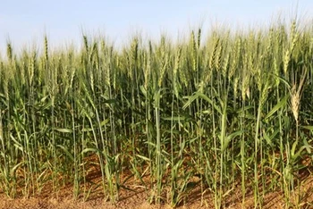 Cây lúa mì được trồng tại trang trại ở thị trấn Mleiha. (Nguồn: Reuters)