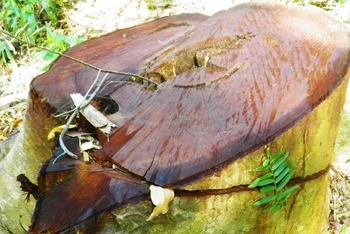 Một cây gỗ bị chặt hạ trái phép còn trơ lại gốc.
