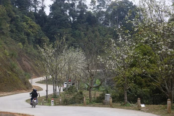 Con đường hoa lê ở xã Hồng Thái, huyện Na Hang, tỉnh Tuyên Quang (Ảnh: Nam Sương/TTXVN)
