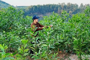 Rừng trồng thay thế tại một dự án ở tỉnh Quảng Bình.