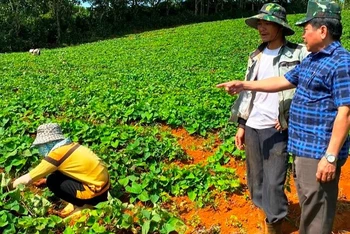Việc cơ sở đóng gói khoai lang được cấp mã số xuất khẩu sang Trung Quốc sẽ tạo cơ hội cho người trồng tại tỉnh Đắk Nông có cơ hội phát triển kinh tế và làm giàu bằng sản xuất nông nghiệp. 
