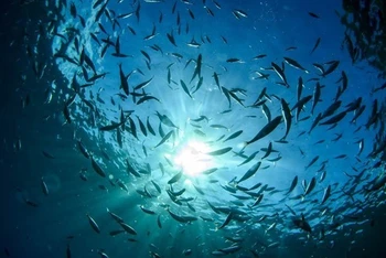 Bảo vệ đa dạng sinh học và tài nguyên của các đại dương. (Ảnh: AFP)