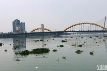 Lục bình trôi kín sông Hàn, ảnh chụp trưa 20/4. 