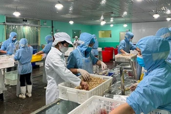Chế biến sản phẩm củ kiệu xuất khẩu sang Nhật Bản tại Công ty Trách nhiệm hữu hạn Việt Nam Misaki.