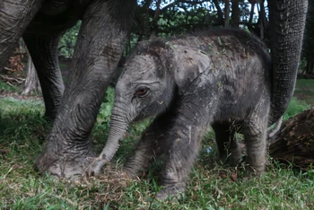 Một con voi Sumatra cái đã chào đời tại công viên sinh thái Buluh Cina ở Riau trên đảo Sumatra, Indonesia. Ảnh: phys.org