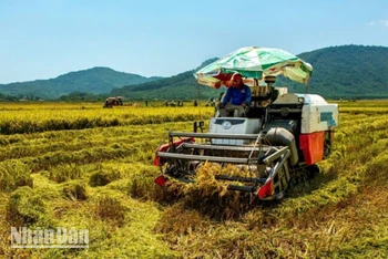 Thu hoạch lúa hè thu ở Nghi Xuân (Hà Tĩnh). Ảnh Đậu Hà.