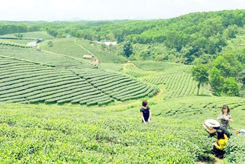 Du khách được trải nghiệm hái chè tại đồi chè ở huyện Hải Hà, Quảng Ninh.