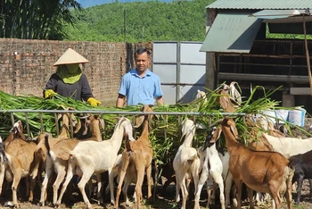 Mô hình nuôi dê sinh sản và thương phẩm của anh Phạm Viết Cao ở xã Quảng Tân, huyện Đầm Hà, Quảng Ninh mang lại giá trị kinh tế cao.
