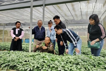 Mô hình ứng dụng công nghệ cao trong trồng sâm Ngọc Linh tại bản Sam Ta, xã Chiềng Chung, huyện Mai Sơn.