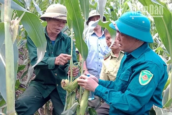 Những bắp ngô của người dân tại các bản của xã Tân Lang bị đàn khỉ phá hại khi còn non.