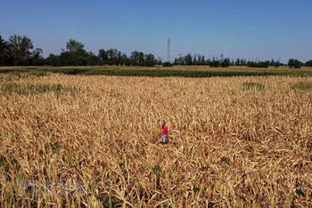 Cánh đồng lúa mỳ bị khô héo do hạn hán tại Occhiobello, Italy, ngày 11/7. (Nguồn: AFP/TTXVN)