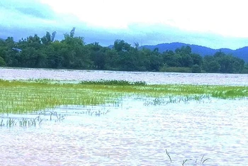 Mưa lũ làm nhiều diện tích lúa trên địa bàn huyện Lắk, tỉnh Đắk Lắk bị ngập trong nước, gây thiệt hại nặng nề.