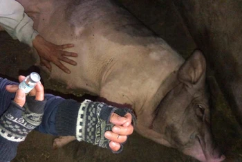 Lợn nuôi của hộ dân huyện Sơn Tịnh (Quảng Ngãi) bị chết sau khi tiêm vaccine NAVET-ASFVAC phòng dịch tả lợn châu Phi. 