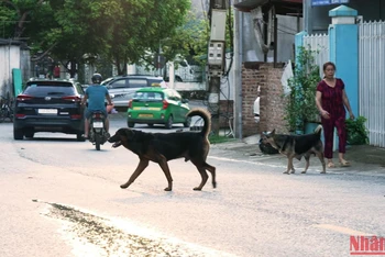 Thả rông chó gây ảnh hưởng giao thông ở thành phố Cao Bằng, tỉnh Cao Bằng.