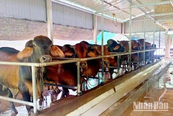 Mô hình nuôi bò nhốt từ nguồn vốn vay ưu đãi ngân hàng của ông Lê Mạnh Hùng ở thôn Tân Văn, xã Gio An, huyện Gio Linh.