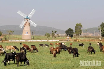 Trang trại bò sữa Organnic tiêu chuẩn châu Âu tại Lâm Đồng.