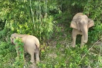 2 cá thể voi xuất hiện ở vườn keo tại Bản Đôm 1, xã Châu Phong. (Ảnh Đình Tiệp)