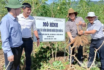 Giống sắn HN3 trồng thí điểm tại Quảng Ngãi không xuất hiện triệu chứng bệnh virus khảm lá và cho năng suất khá cao. 