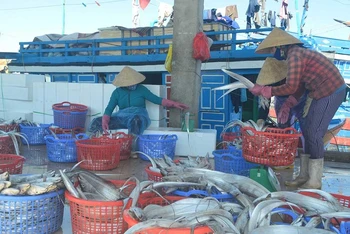 Mua bán hải sản tại cảng cá Tịnh Kỳ, thành phố Quảng Ngãi.
