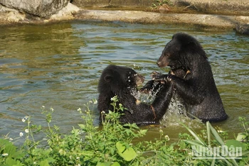 Những chú gấu được cứu hộ, chăm sóc cẩn thận tại Cơ sở bảo tồn gấu Ninh Bình.